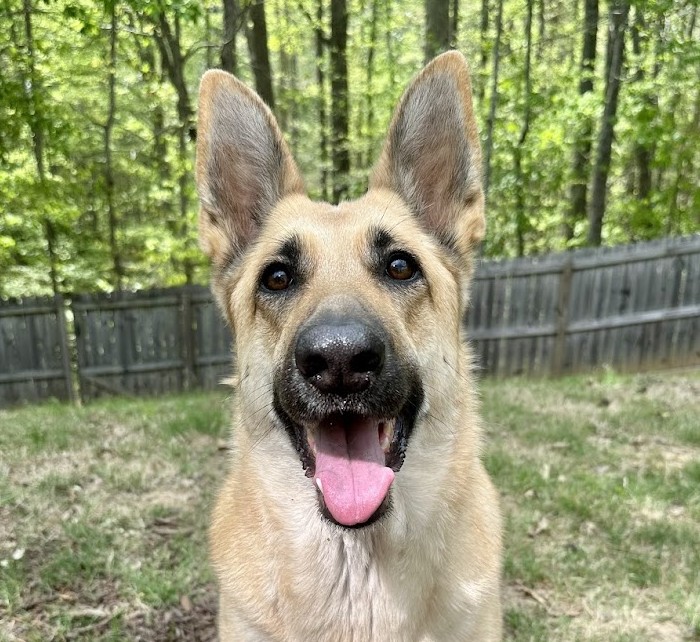 Fox the German Shepherd