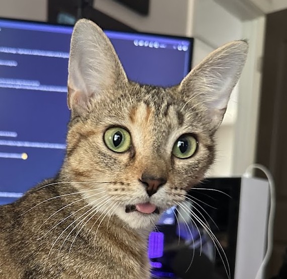Penelope the tabby cat